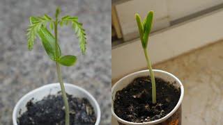 Gulmohar aka Flame Tree Timelapse || Seed to Young Tree || Day 0 to Day 12 || Dubai Garden Adventure