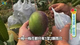 【恩農農法】顛覆傳統的不可能－芒果篇｜恩農農業