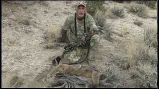 Cautious Coyote catches a bullet!