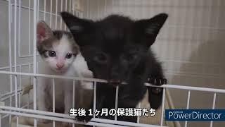 離乳期の生後１ヶ月　保護猫たちの可愛い姿