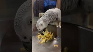 ASMR African grey parrot eating apple | JC192