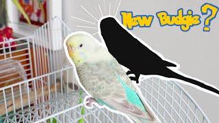 Bird cage tour  + new budgie joining the family!