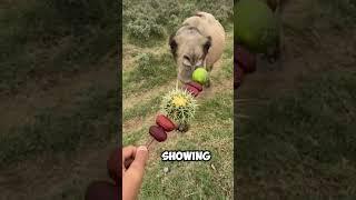 Why do people trick camels into eating cactus?