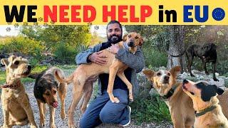 We NEED HELP at RESCUE DOGS SHELTER in Europe