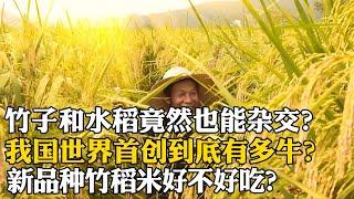 竹子和水稻也能雜交？我國世界首創到底有多牛？竹稻米好不好吃？