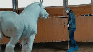 Тинкер Титан • НХ • Трюки • Natural horsemanship