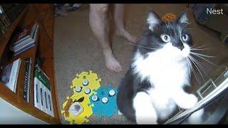 Todd Talks - A Tantrum with Buttons.  Hahaha!