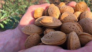 Как правильно посадить миндаль / Подвой для персика / how to plant almonds