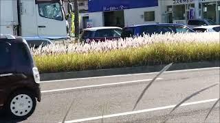 住宅街の草（天然猫じゃらし草）