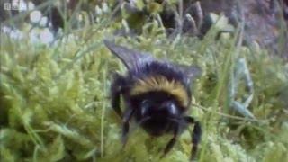 Clever Queen Bumble Bees | Life In The Undergrowth | BBC Earth