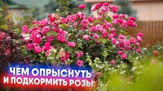 Чем опрыснуть и подкормить розы