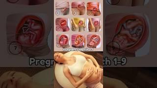 Month 1 to 9 Pregnancy  #pregnancy #fetus #share