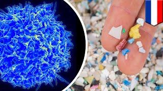 Microplastics cause immune cells to die 3 times faster than normal - TomoNews