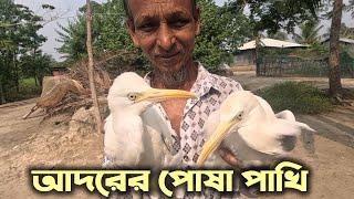 ঝড়ের কবল থেকে বেঁচে ফেরা বকের ছানা দুটো আজ চাচার আদরের পোষা পাখি | Pet Heron Birds