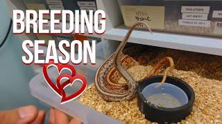 CORN SNAKE BREEDING - THE START OF INSANITY