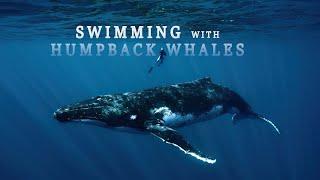 How to swim with humpback whales in Moorea Island - Adventure Travel