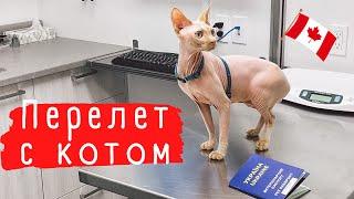 Перелет с котом из Украины в Канаду | CUAET