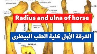 سكشن 3 تشريح  Radius and ulna الفرقة الأولى  كلية الطب البيطرى  radius and ulna of horse 