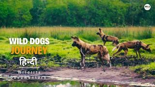 Dog's journey in the Land of Lions - हिन्दी डॉक्यूमेंट्री | Wildlife documentary in Hindi