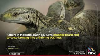 Family in Mogotio, Baringo, turns monitor lizard and tortoise farming into a thriving business