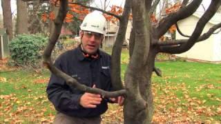 How to Properly Prune Your Trees