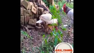 Bebek Kawin Sama Ayam Betina || Duck Mating With a hen