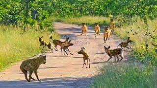 Lions Ambush Wild Dogs and Hyena