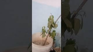 my #plants is #green  i love my plants