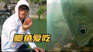 水庫鯽魚如何釣？用上這種方法，誘魚效果好留魚又持久還不鬧小魚