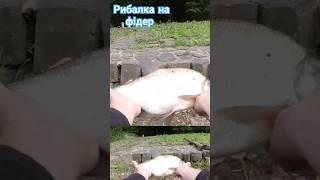 рибалка на фідер #українськарибалка #fishing #фідер