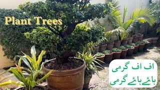 Uff uff garmi | Haye Haye garmi | Plant Trees | Best Indian snack | Chakli