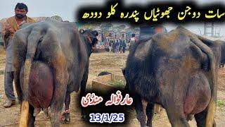 Biggest puire neli_Ravi buffalo 15kg milk|نیلی اور راوی کی بھینس|Earn from buffalo