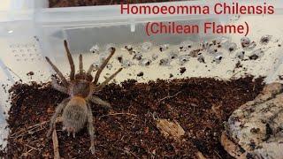 My Homoeomma Chilensis 2 1/2 years old got a bigger home