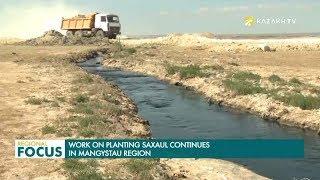 Work on Planting Saxaul Continues in Mangystau Region