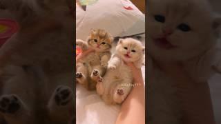 Warning: This Baby Kitten Is Too Cute! #cute  #cat #kitten #meow  #funny