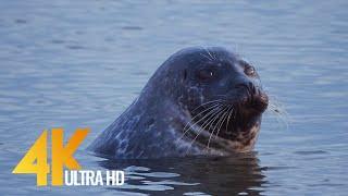 The Habitants of Icelandic Beaches 4K 60fps - 10bit color - Short Preview