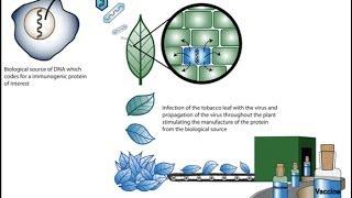 Plant biotechnology 1