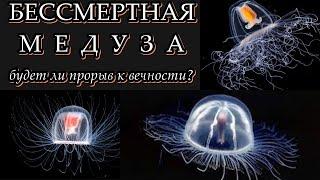 БЕССМЕРТНАЯ МЕДУЗА - Будет ли прорыв к вечности?