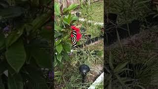 Zebra Longwing