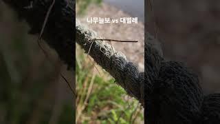 #대벌레