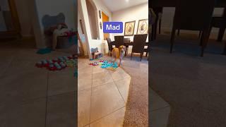 HOW my TALKING DOG told me OFF! #shorts #dogshorts #talkingdog #smartdog