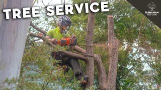 ARBORIST TREE SERVICES FOR HOBART & SOUTHERN TASMANIA