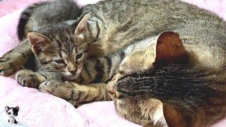 Moved to tears at love at older cat has for new kitten...