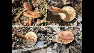 Eichenmilchling, Lactarius quietus, Lactifluus quietus, Lactarius quieta, Agaricus quietus