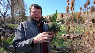 Teasel is Tremendous Medicine!!! [Quick Herbal Overview]