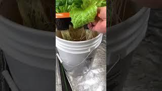 DIY Grow bucket for under $10