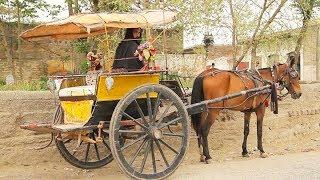 VILLAGE LIFE IN PAKISTAN  (Yar Hussain, Sard Cheena) SWABI