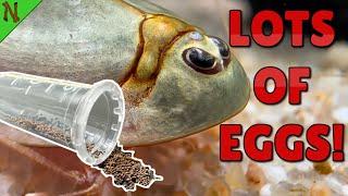 How to Collect PURE Triops Eggs