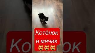 КОТЁНОК ИГРАЕТ В МЯЧИК #shorts