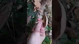 Млечник серо-розовый.Lactarius helvus.